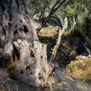 Travelleo Corfu Vip Transfers, Airport Transfers, Port Transfers half day tour olive taste